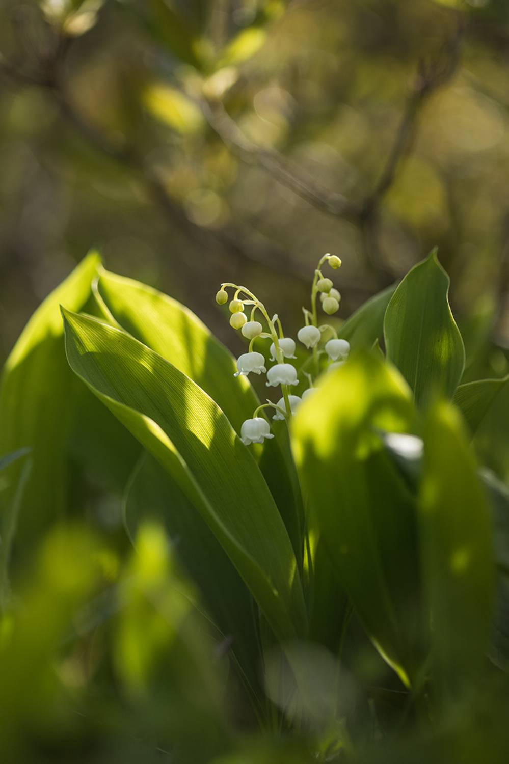 , Илья Михеев