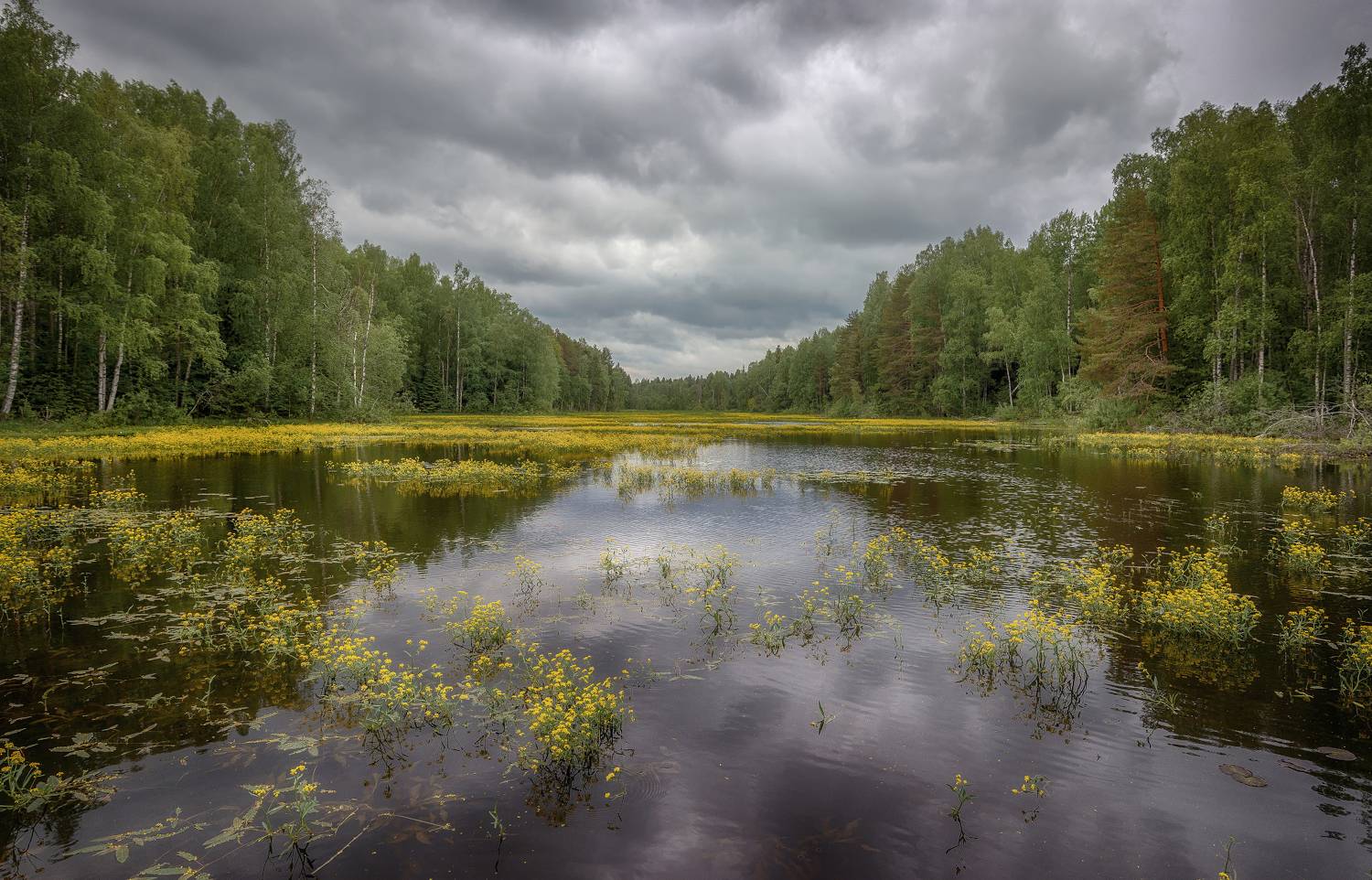 лето, лес , вода, Сергей Аникин