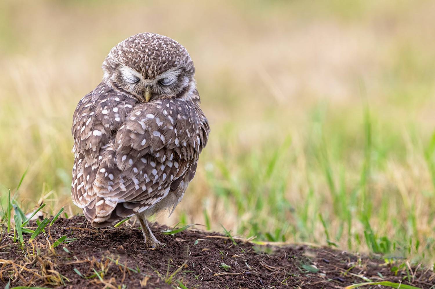 птицы, уругвай, Елена Давыдова