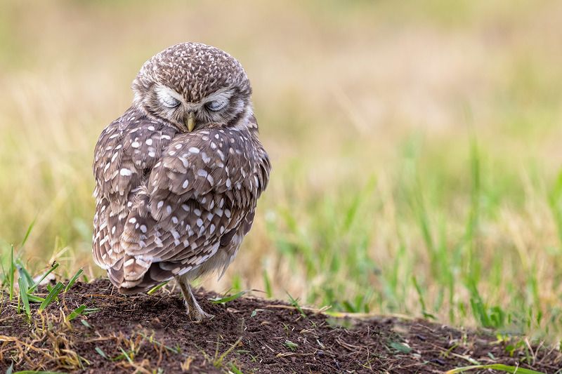 птицы, уругвай *** фото превью