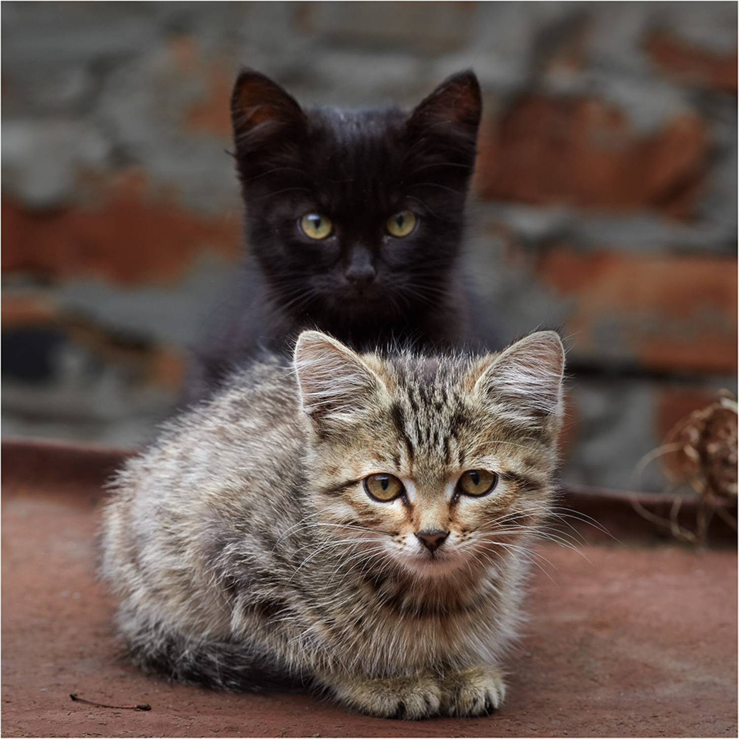 , Владимир Краснов