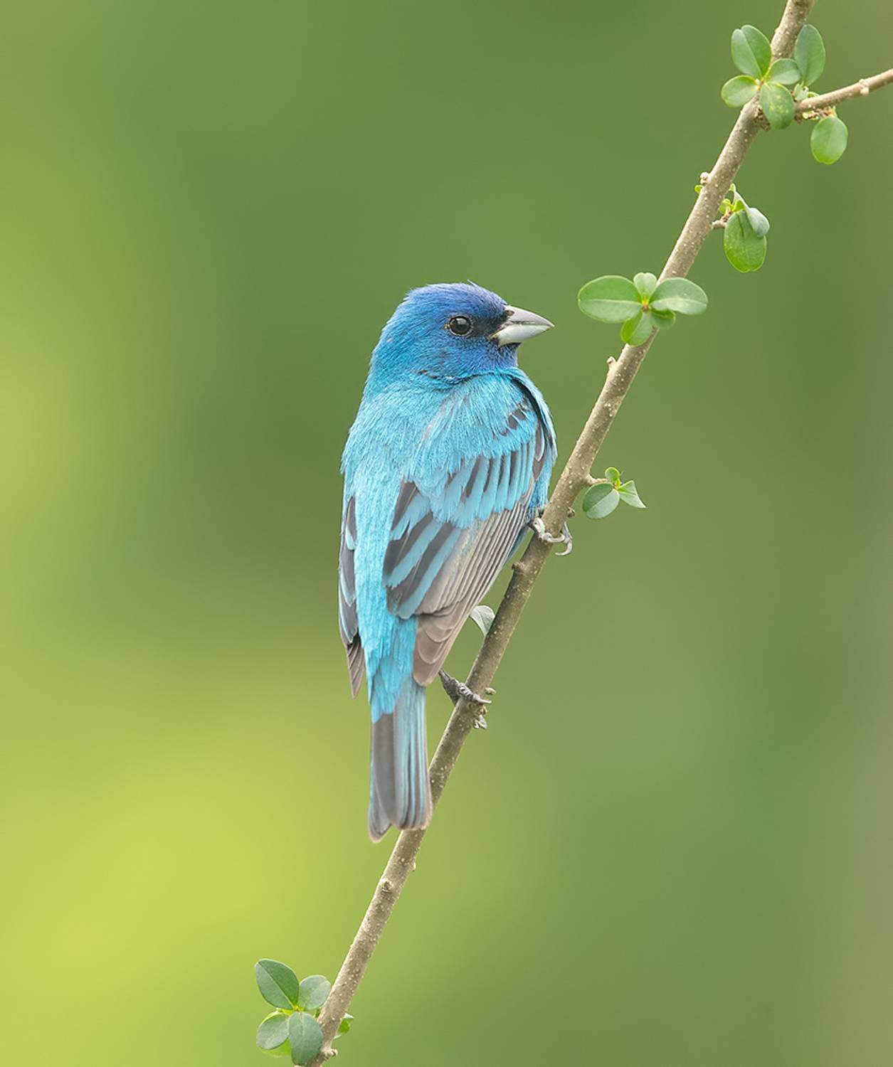 индиговый овсянковый кардинал,indigo bunting, кардинал, весна, Etkind Elizabeth