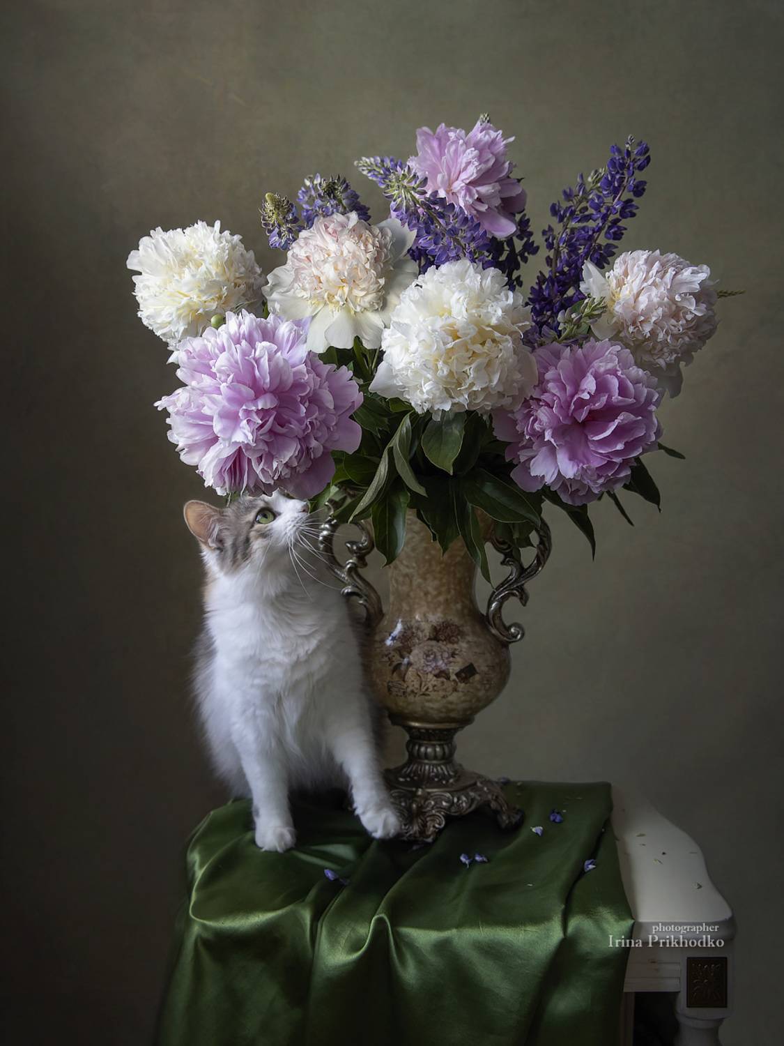 натюрморт, цветы, букеты, пионы, люпин, кошка, домашние питомцы, художественное фото, Приходько Ирина