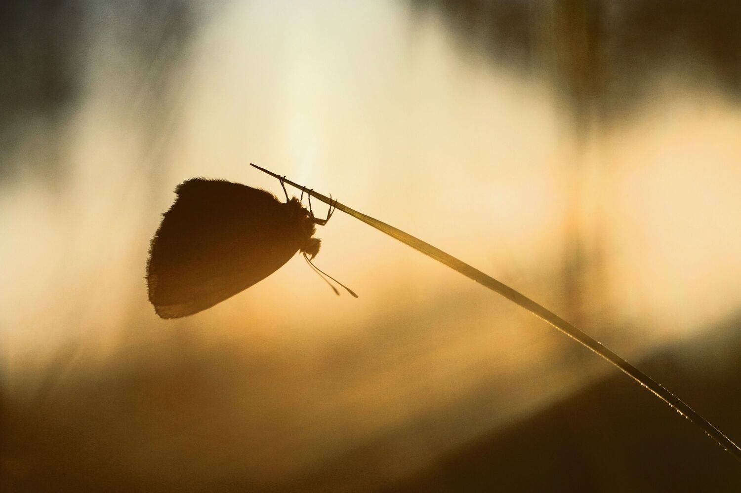 утро, бабочка, Александр Свистков