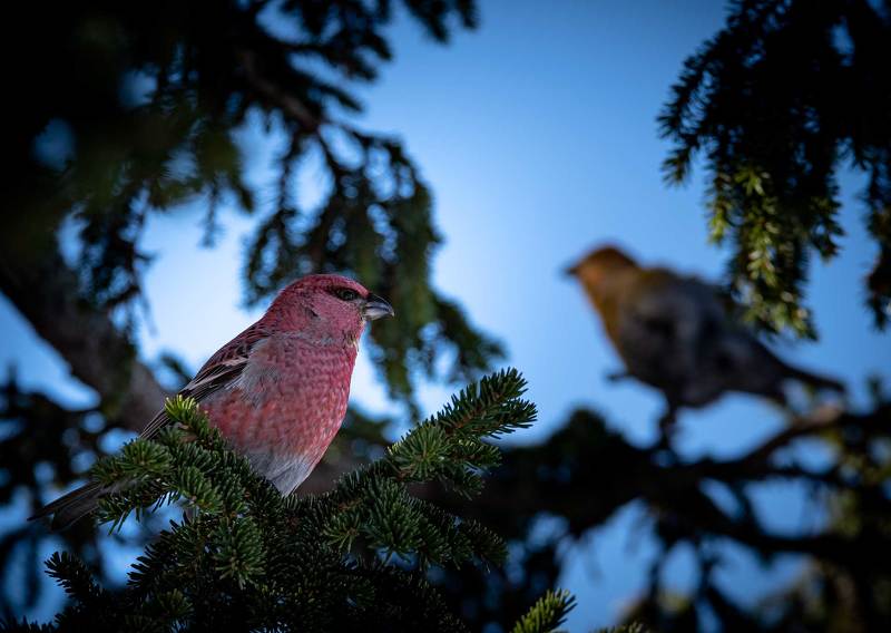 фото превью