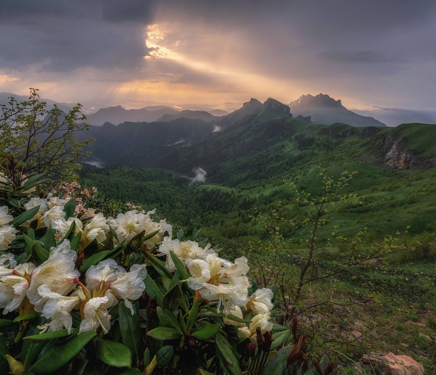 западный кавказ, природный парк большой тхач, Мысливцев Николай