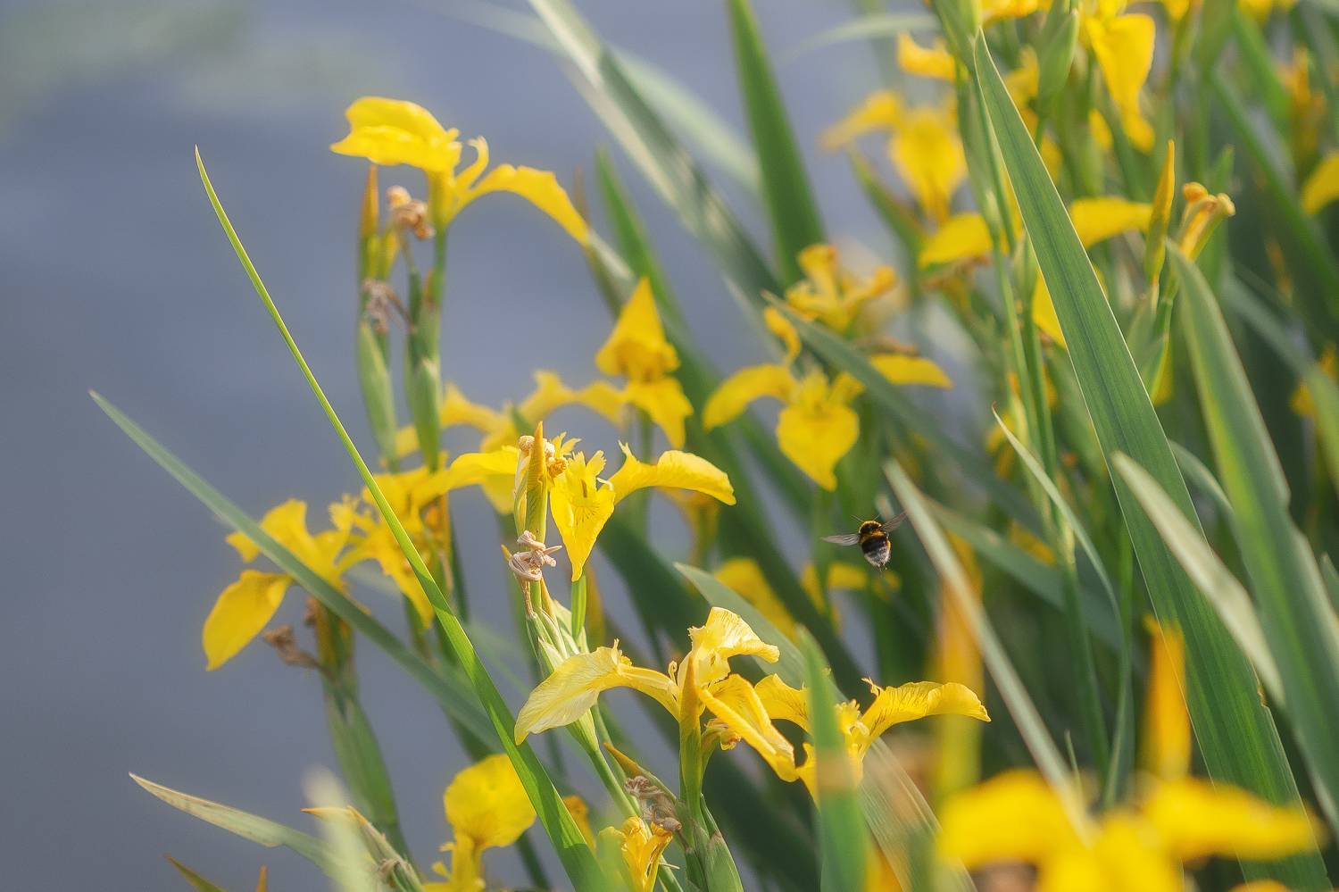 ирисы, природа, пейзаж, шмель, макро, цветы, лето, Мартыненко Дмитрий