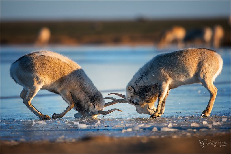 * * * фото превью