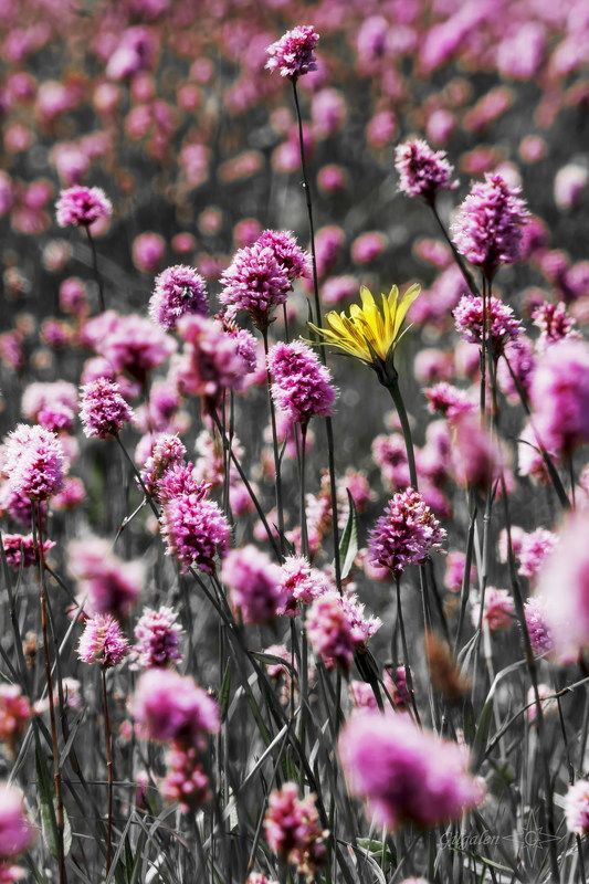 пейзаж  Нестандарт фото превью
