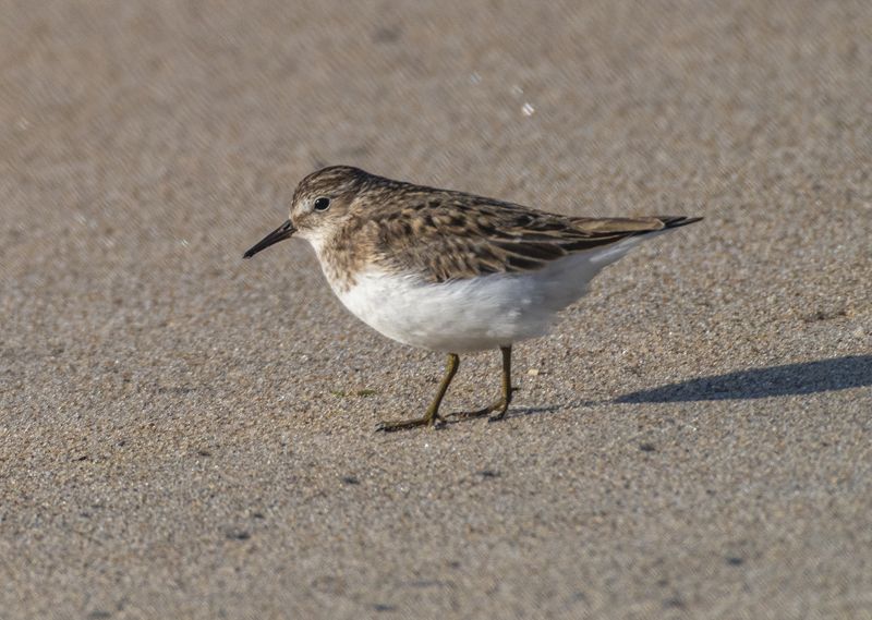 мурмаская область, териберка, птицы, белохвостый песочник Белохвостый песочник фото превью