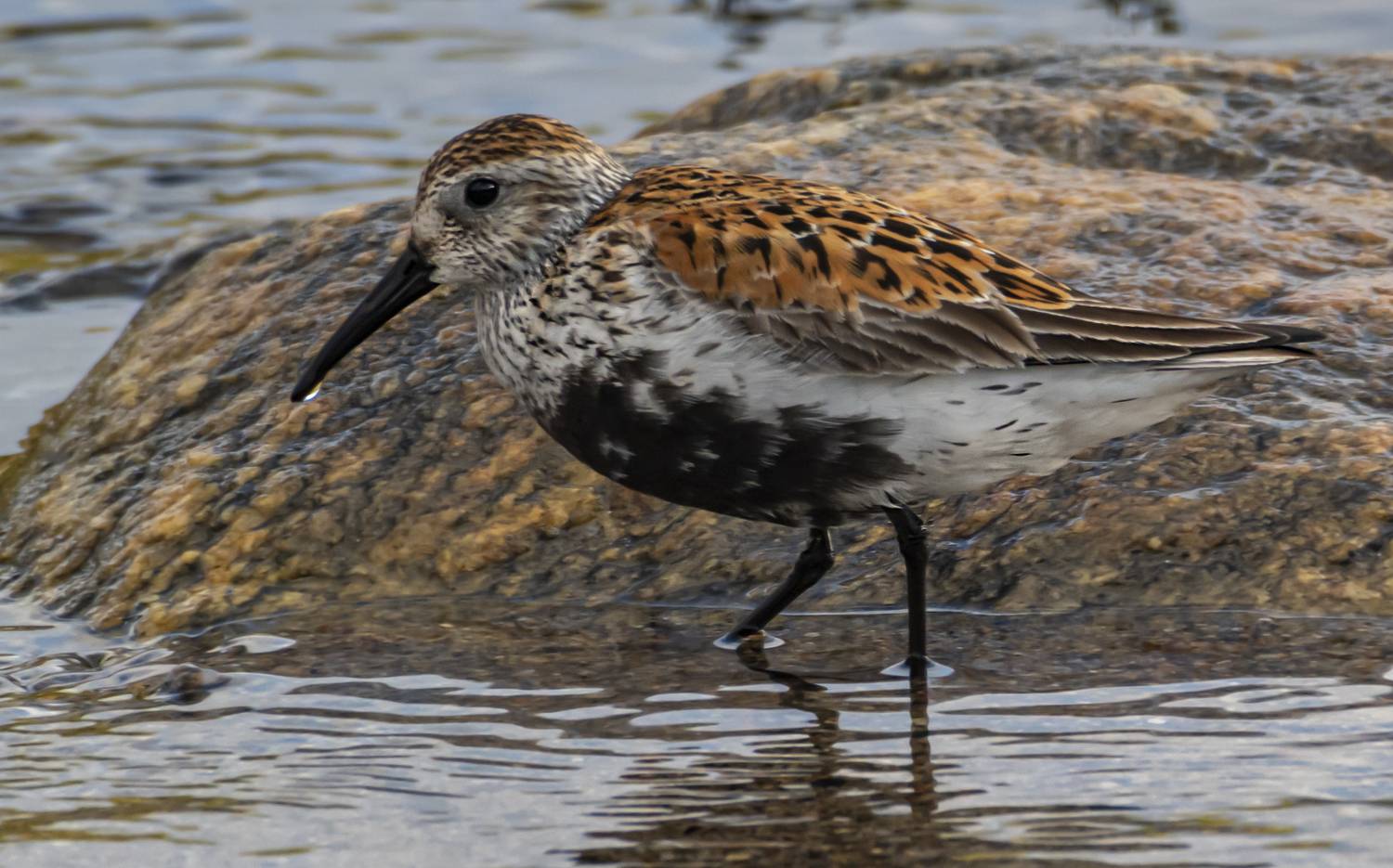 мурмаская область, териберка, птицы, чернозобик, Савчук Сергей