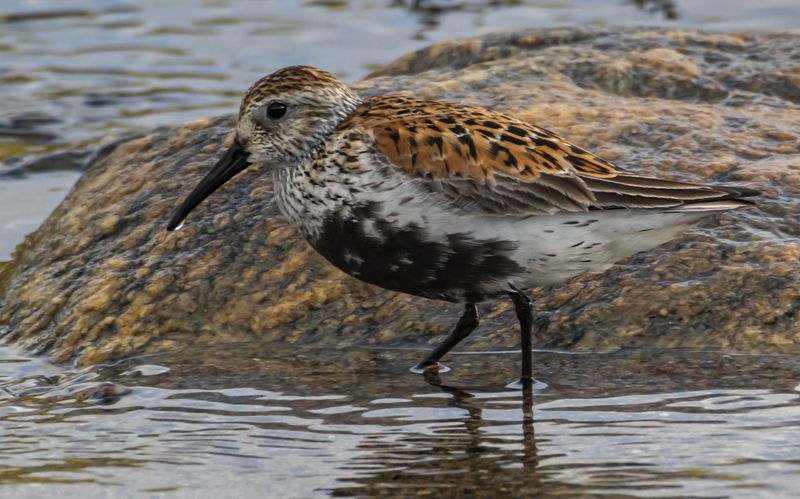 мурмаская область, териберка, птицы, чернозобик Чернозобик фото превью