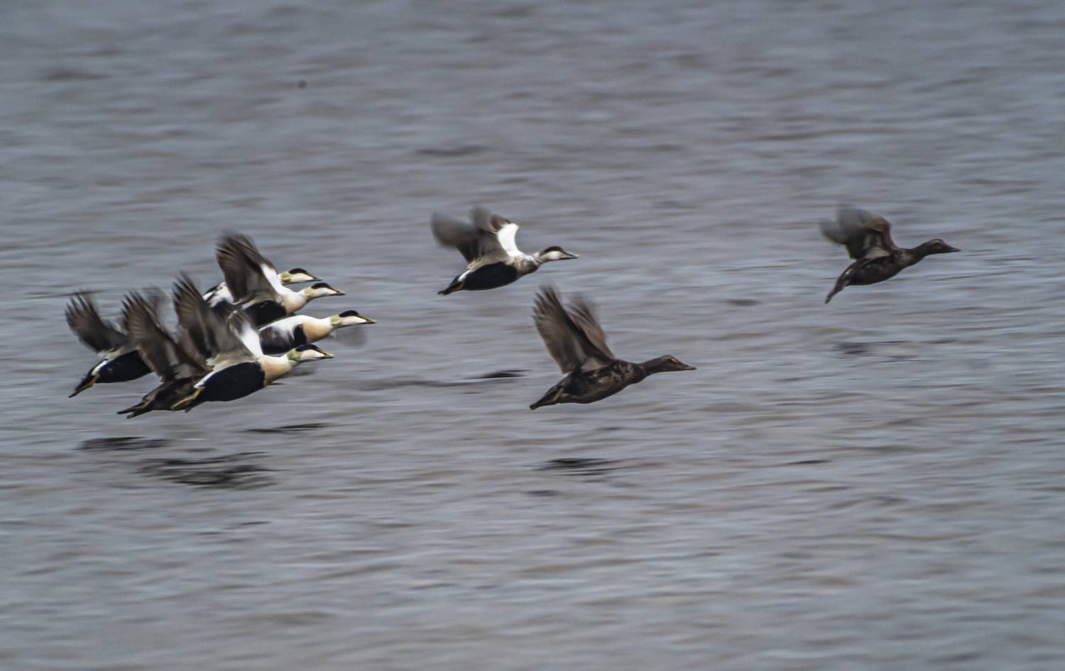 мурмаская область, териберка, птицы, гага, Савчук Сергей