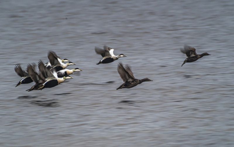 мурмаская область, териберка, птицы, гага Гаги летят фото превью