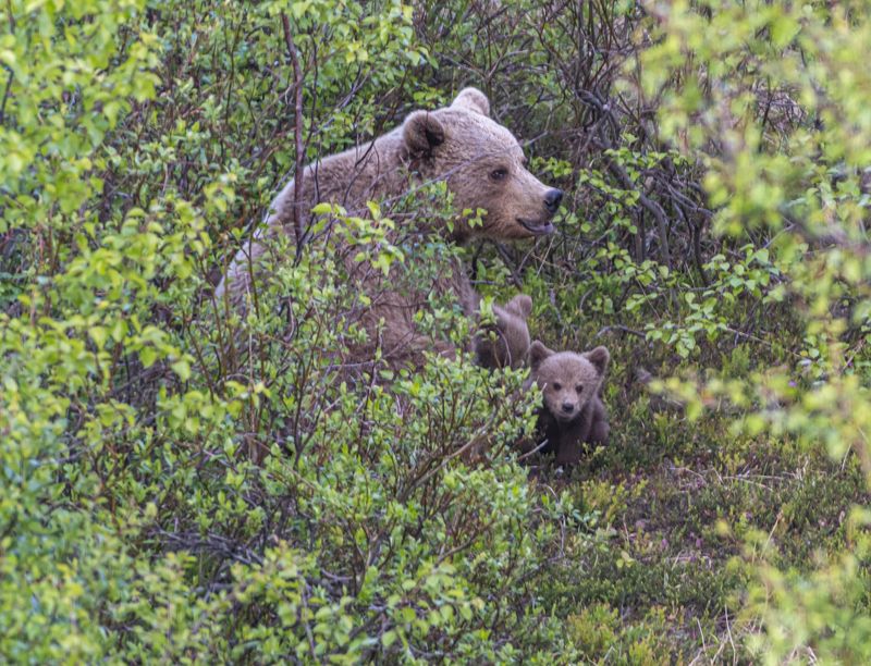 мурмаская область, териберка, бурый медведь Семейство фото превью
