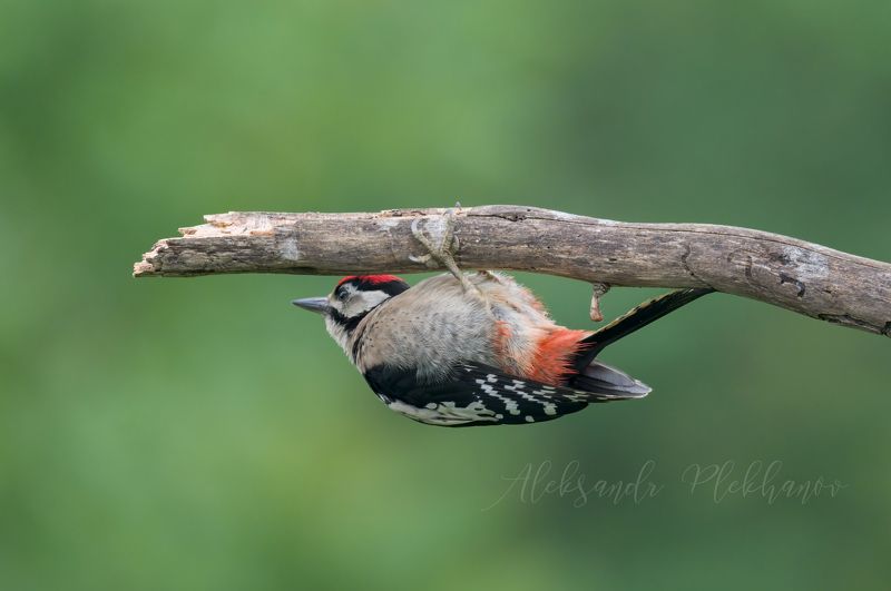 ,я маленький и лучше спрячусь, Спрятался фото превью