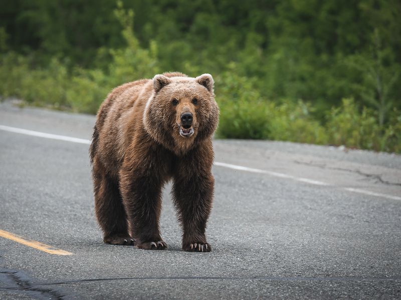 ... фото превью