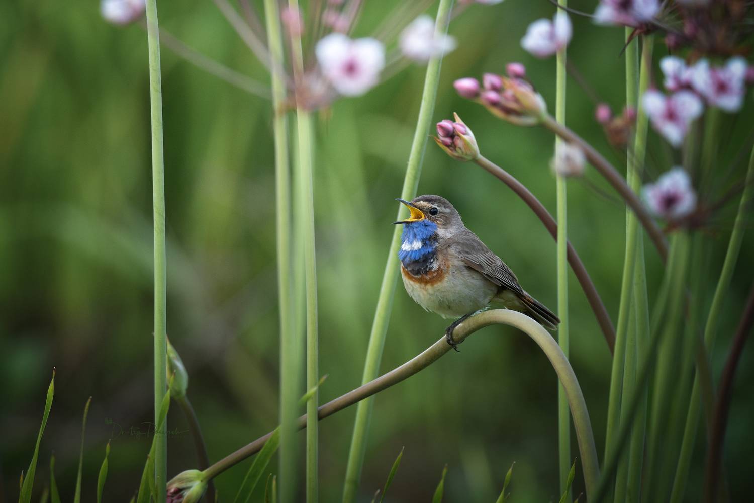 природа, лес, поля, огороды, животные, птицы, макро, Посевич Дмитрий