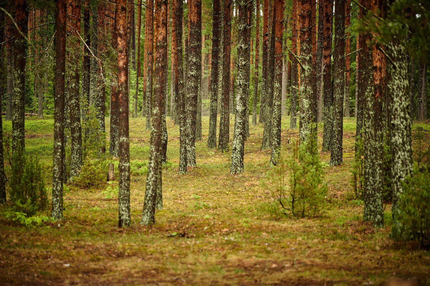 , Леденёв Сергей