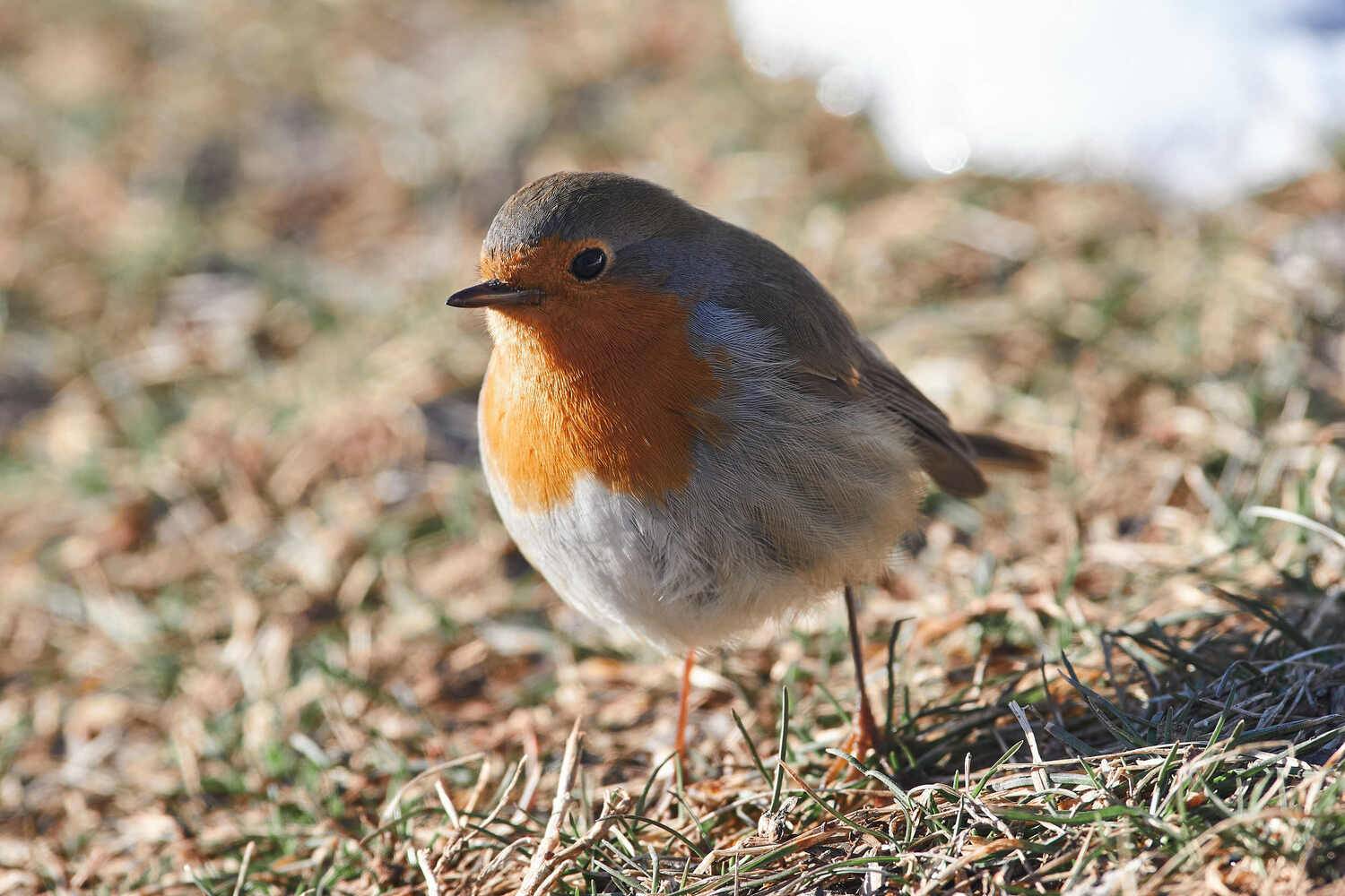 Erithacus rubecula, bird, birds, birdswatching, volgograd, russia, , Сторчилов Павел