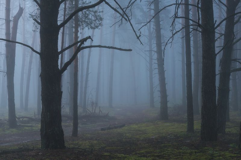 По туманному лесу фото превью