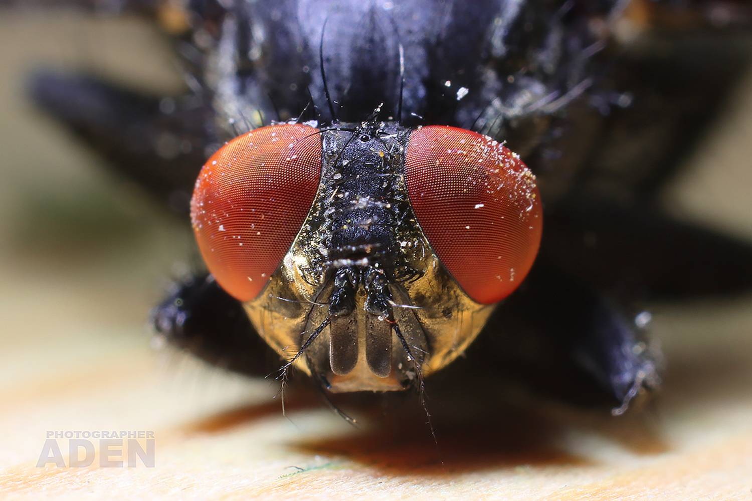 , Алексей Денисов