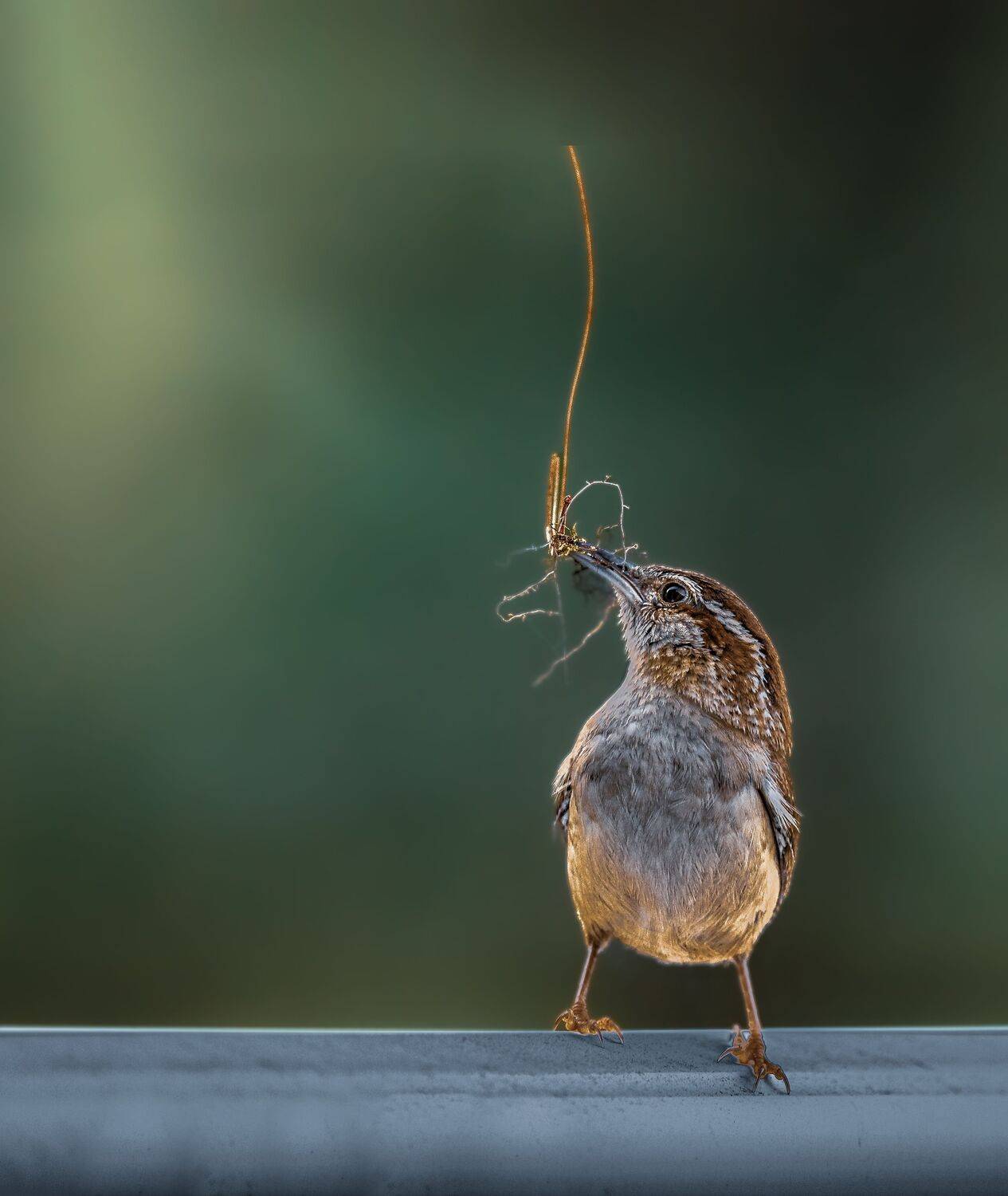 bird, songbird, mockingbird, songbirds, mockingbirds, nature, animals, wild, carolina wren, wren, carolina,, Atul Saluja