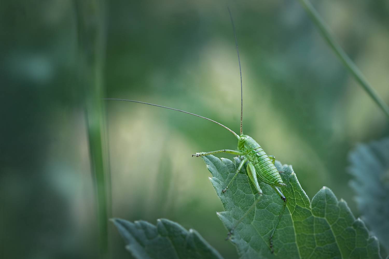 макро, кузнечик, макрофотография, grasshopper, macro, Хилько Марина
