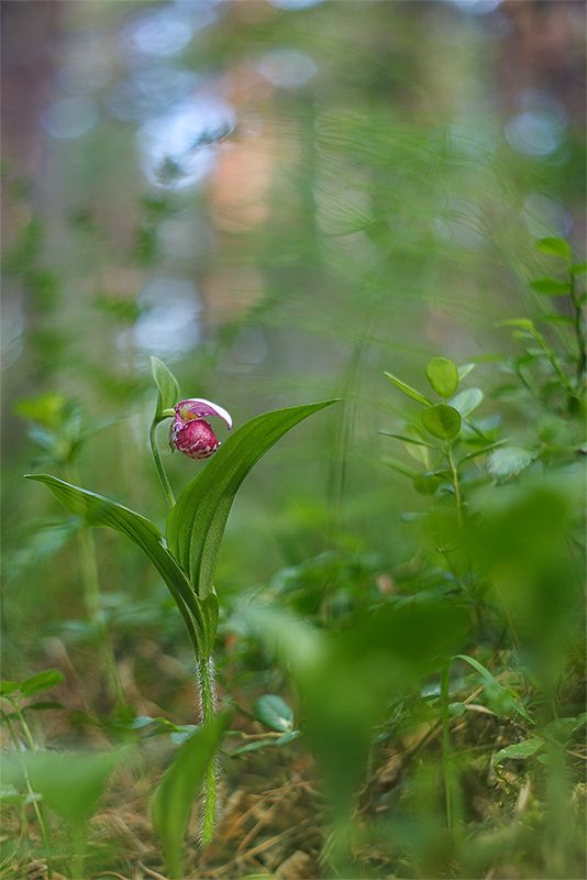 макро, цветы, орхидея, природа, лес Венерин башмачок фото превью