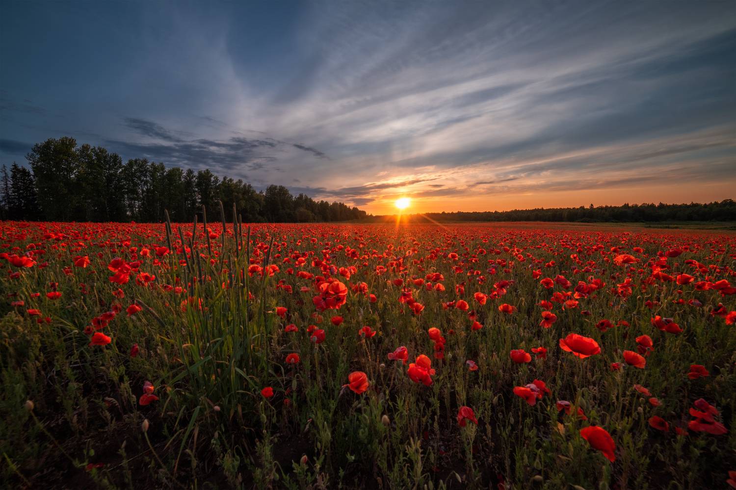 маки лето природа закат цветы поле, Третьякова Анастасия
