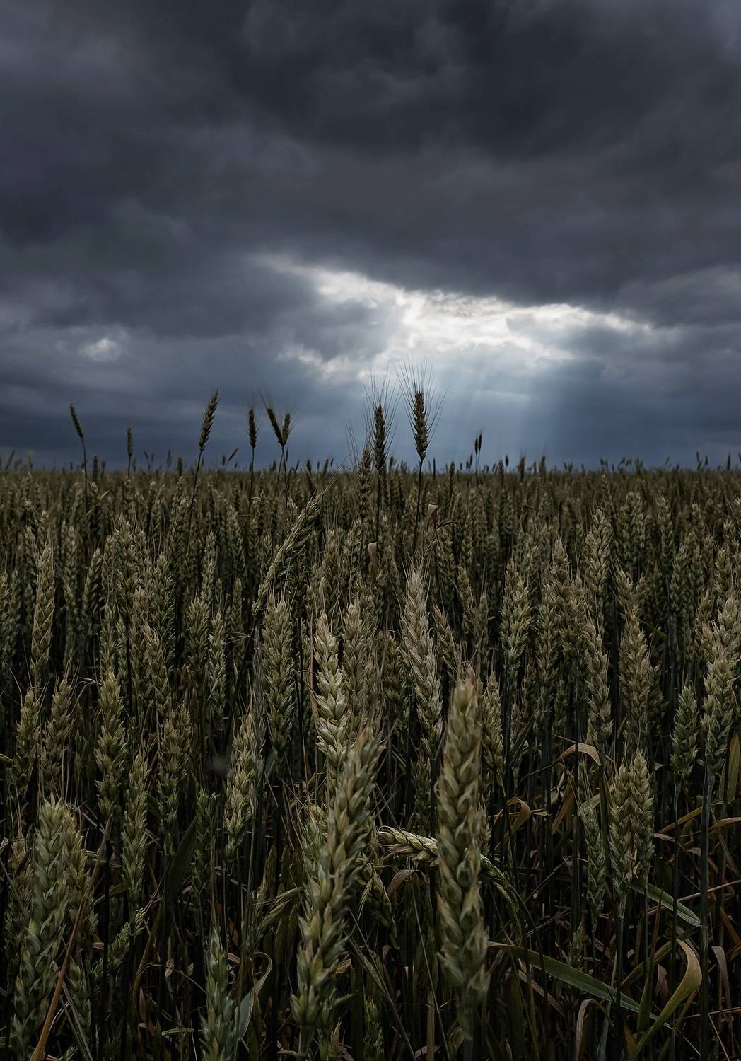 , Подосинников Максим