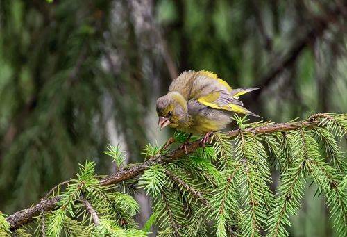 Семейные разборки.
