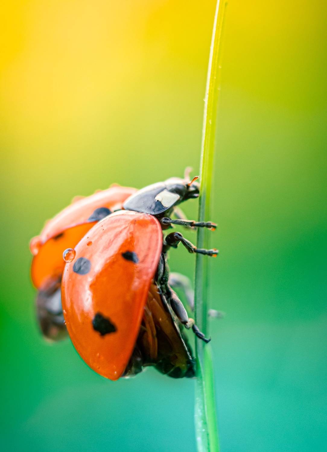 божья коровка, макро, макро мир, макро съёмка, природа, насекомое, YULYA ROMANOVA