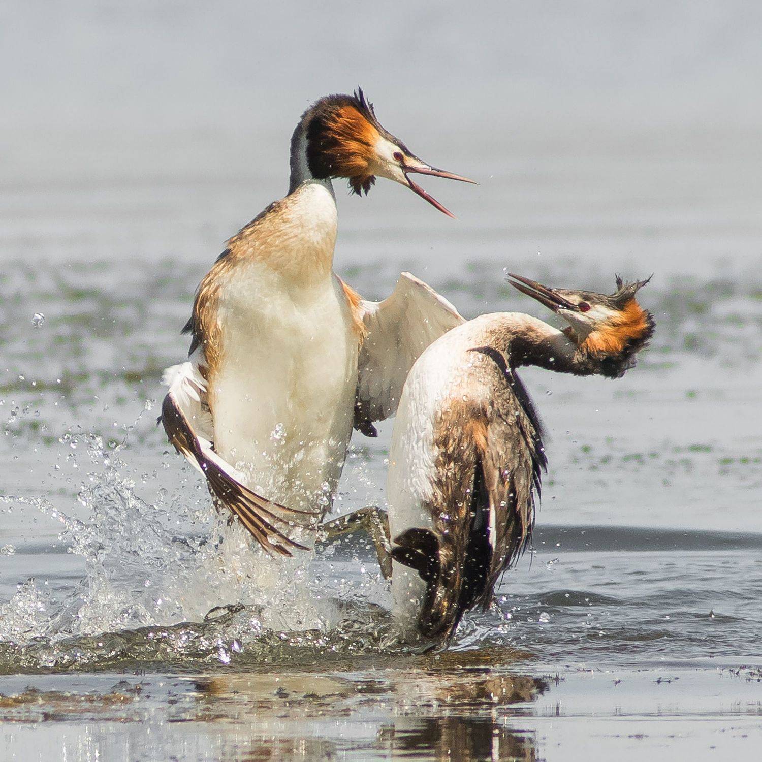 чомги, Суслов Дмитрий
