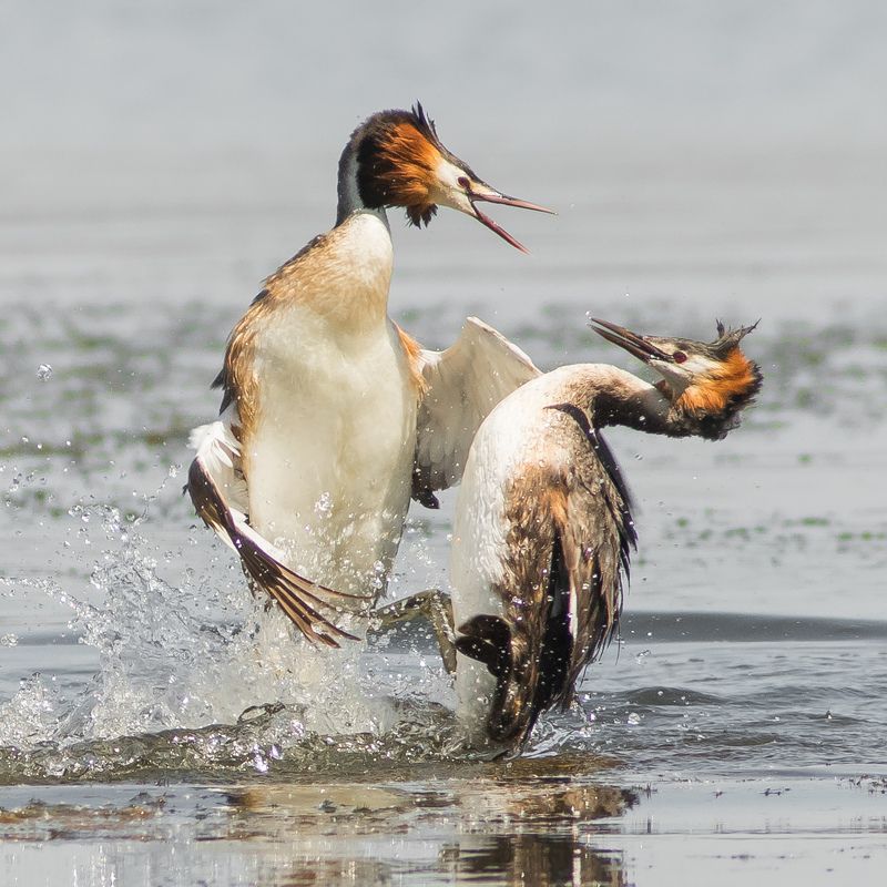 чомги Поединок фото превью