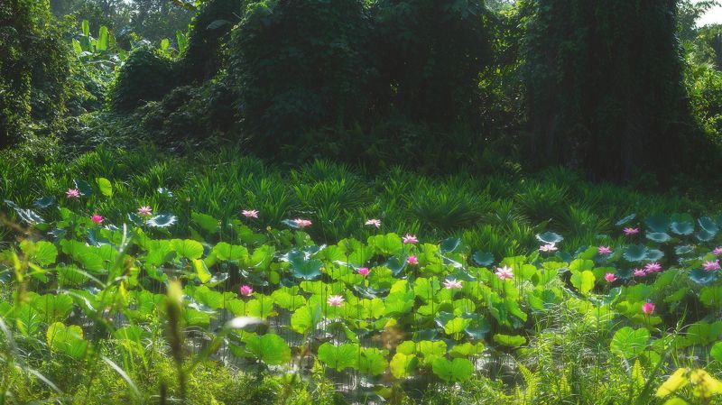 фото превью