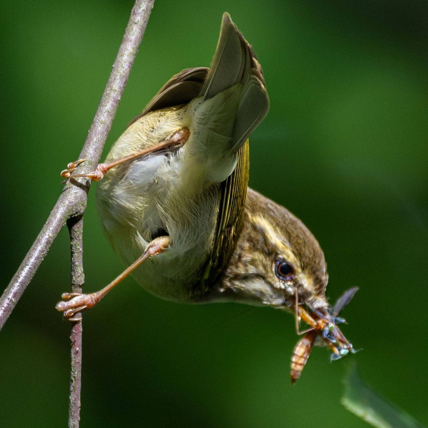 , Курлянцев Алексей