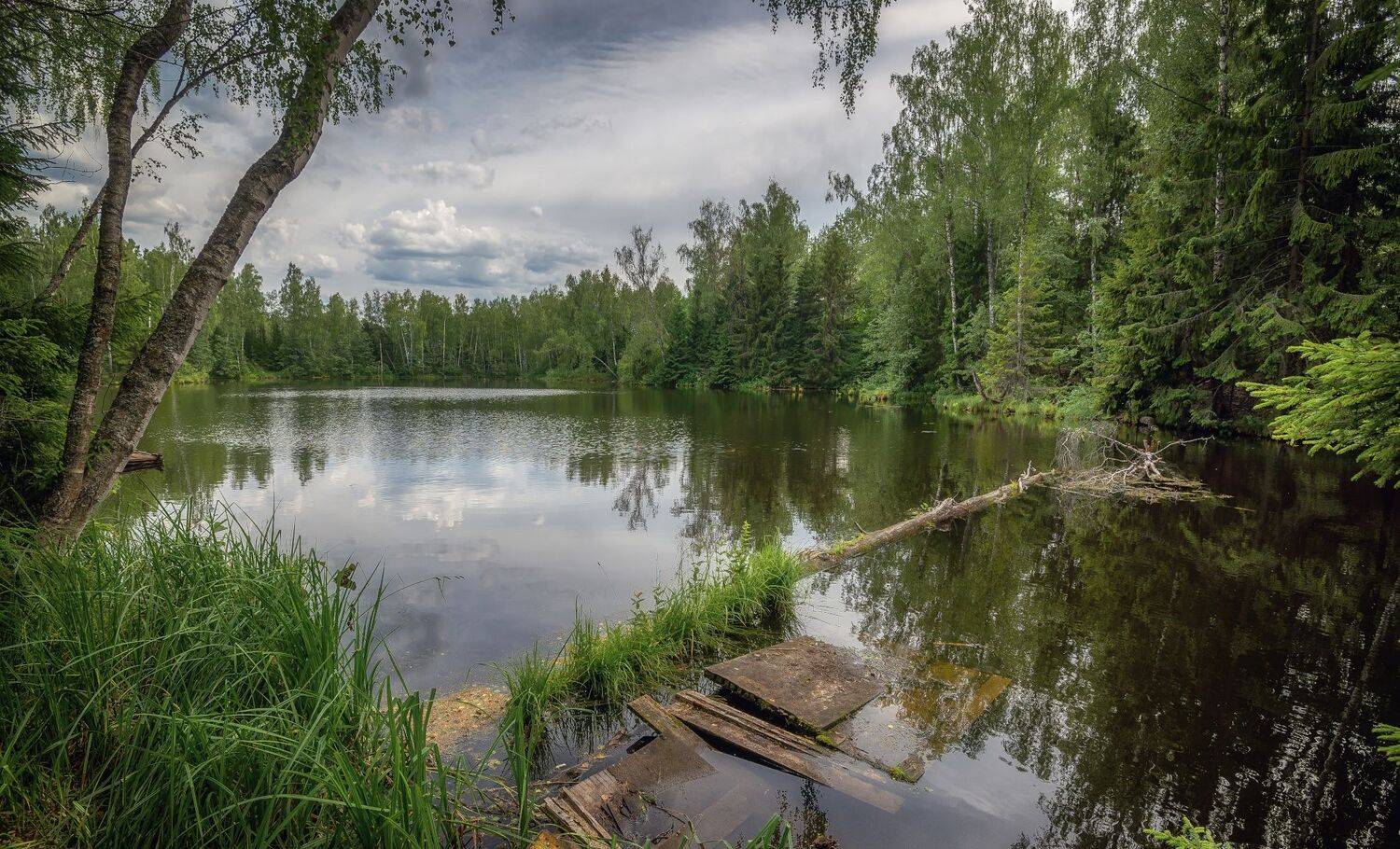 лес, озеро, лето, июнь, Сергей Аникин