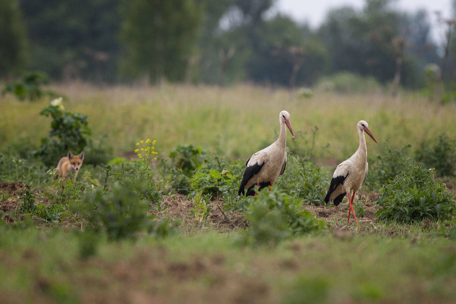 , Кулаков Юрий