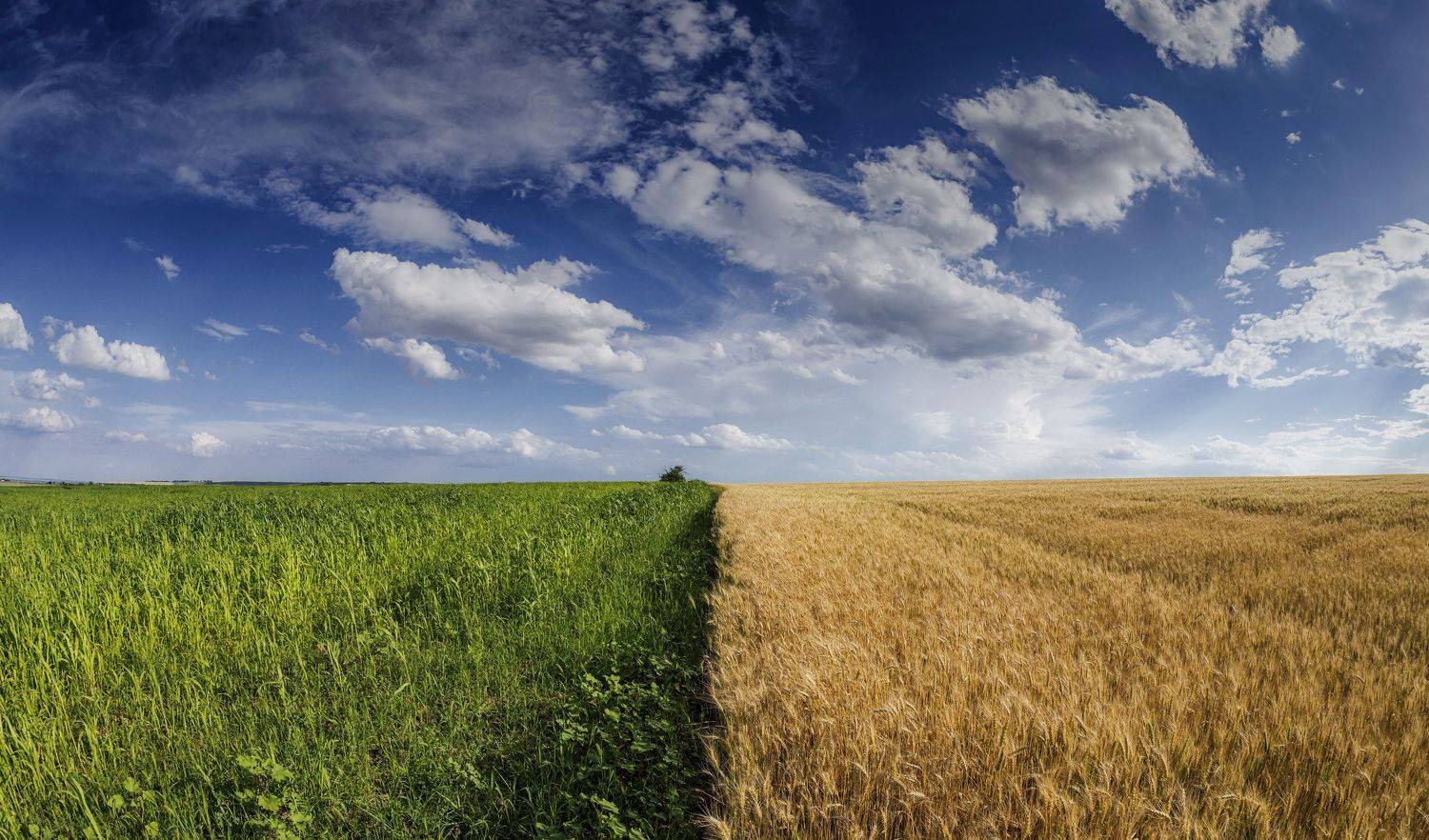 , Подосинников Максим