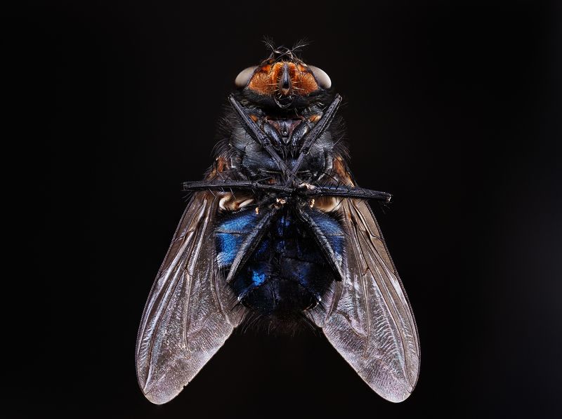 #муха #макро #природа #насекомые #fly #животные #insect #сочи Энтомология фото превью