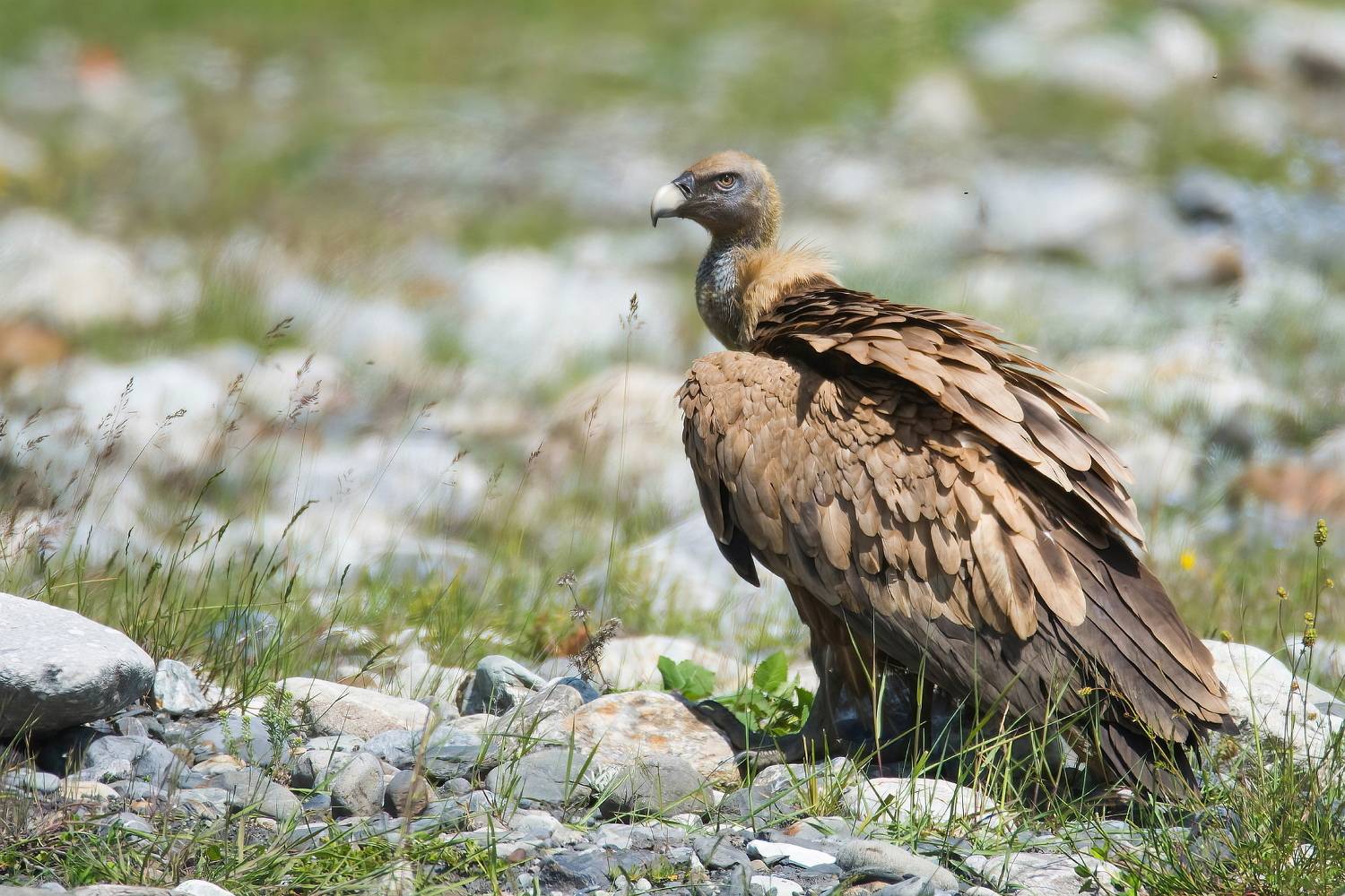 , Дмитрий Шевцов