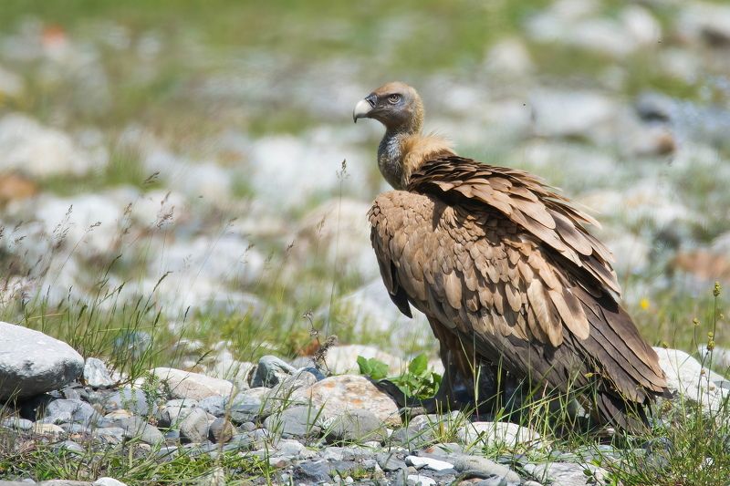 Сип белоголовый фото превью
