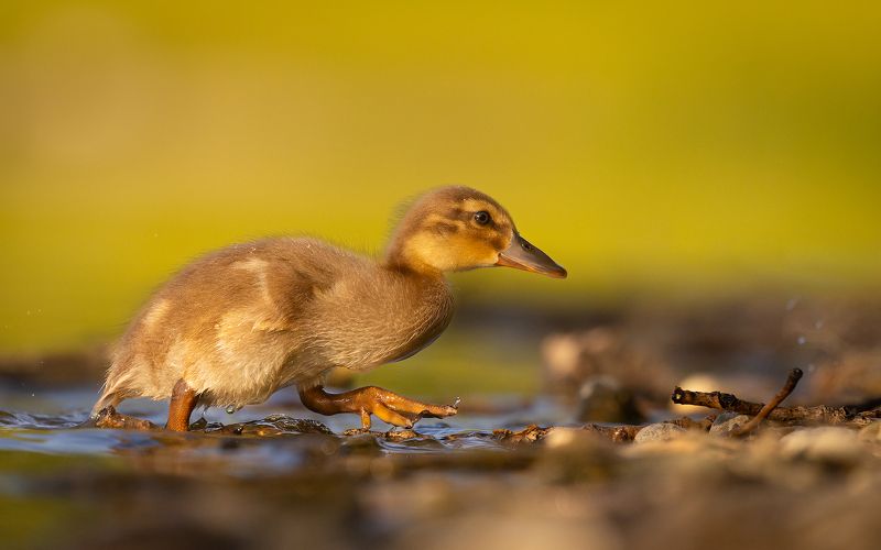 Duckling фото превью