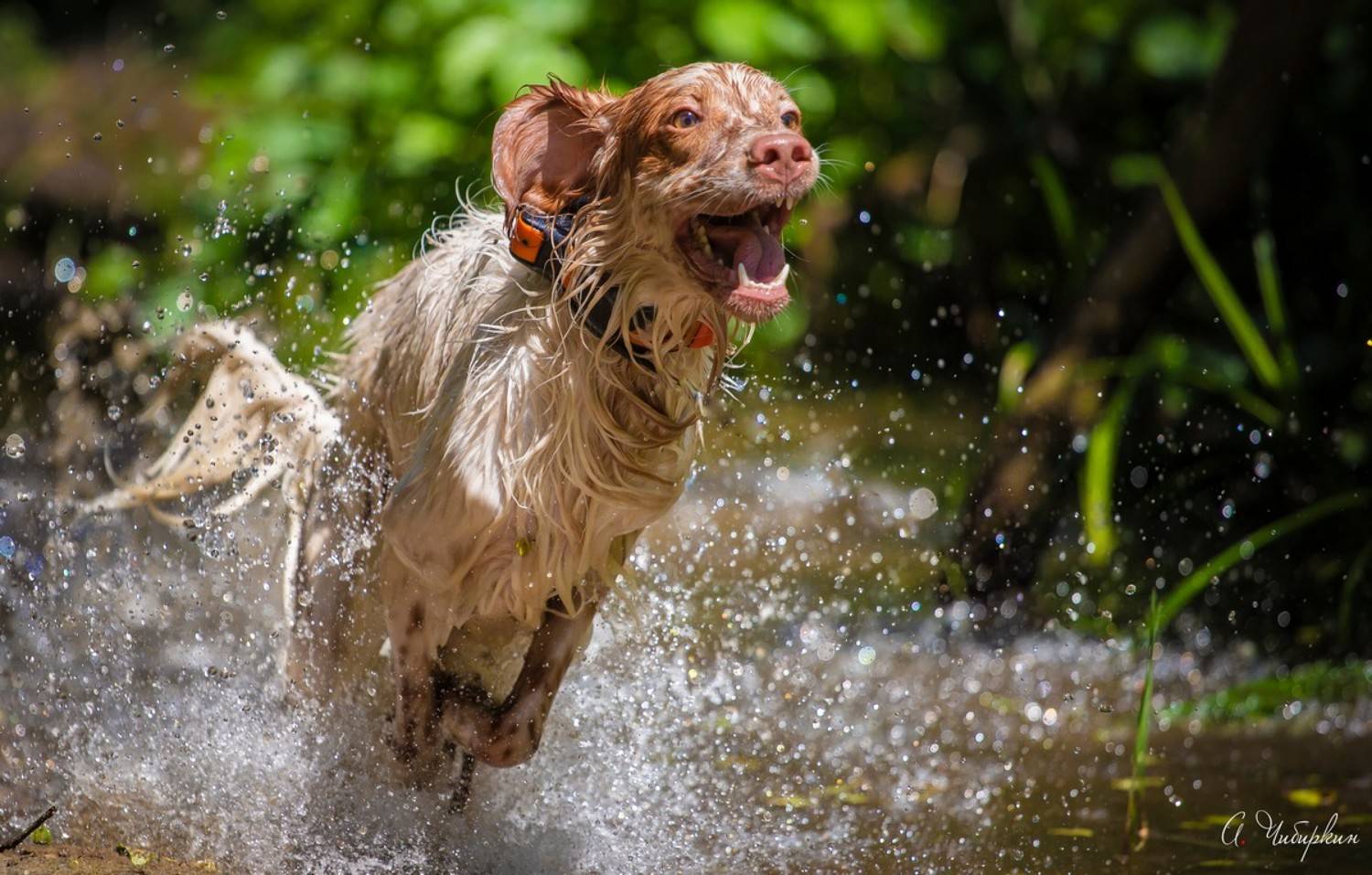 , Александр Чибиркин