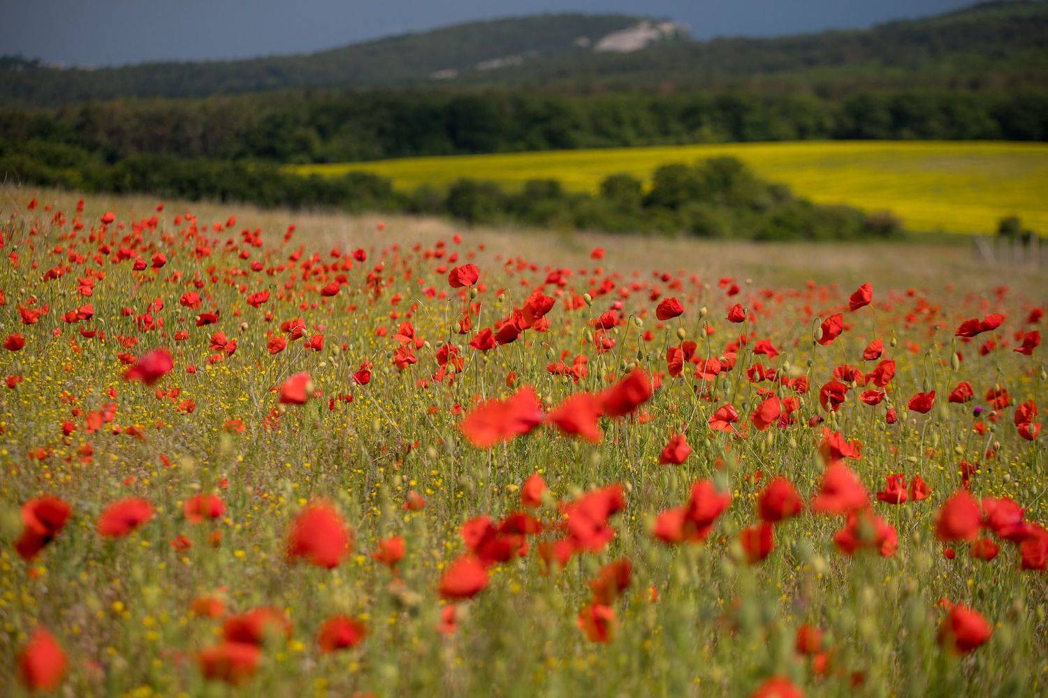 мак, весна, цветы, flowers, papaver, landscape, Алексей Юденков