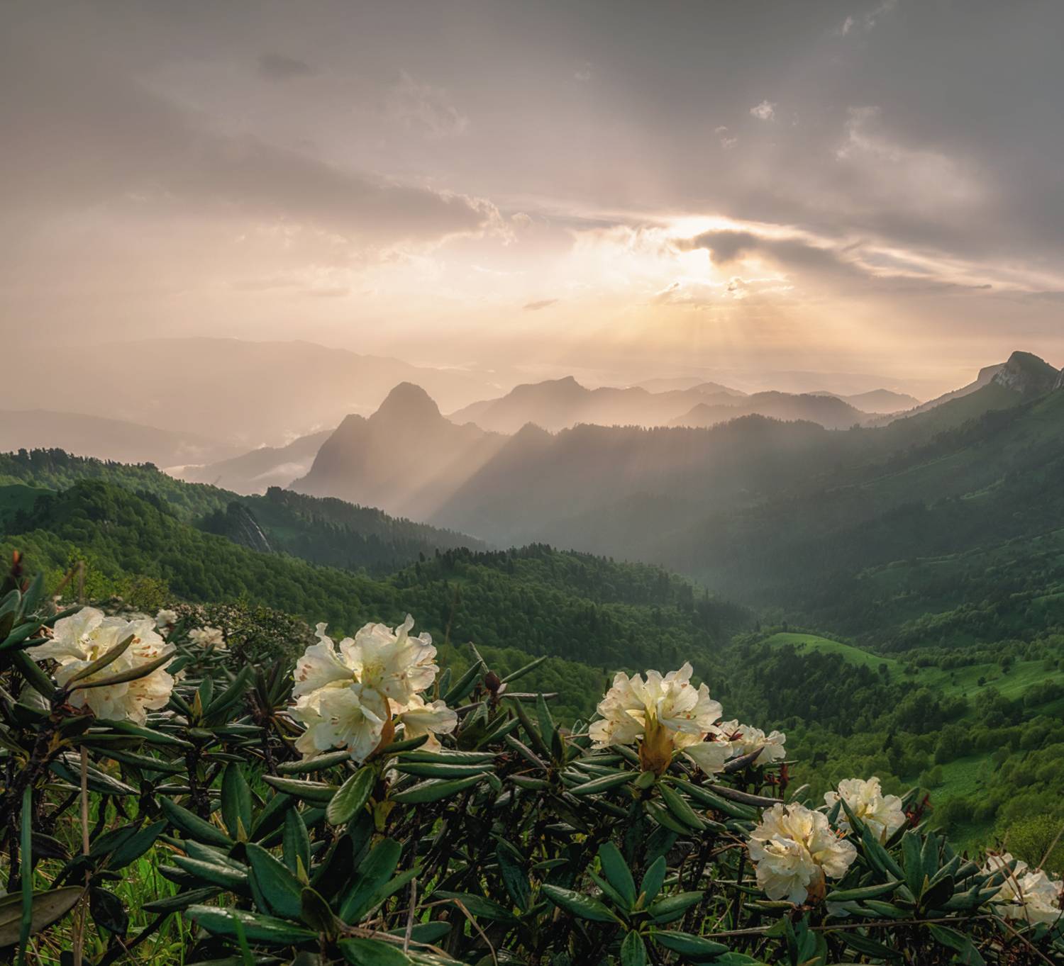 западный кавказ, природный парк большой тхач, Мысливцев Николай