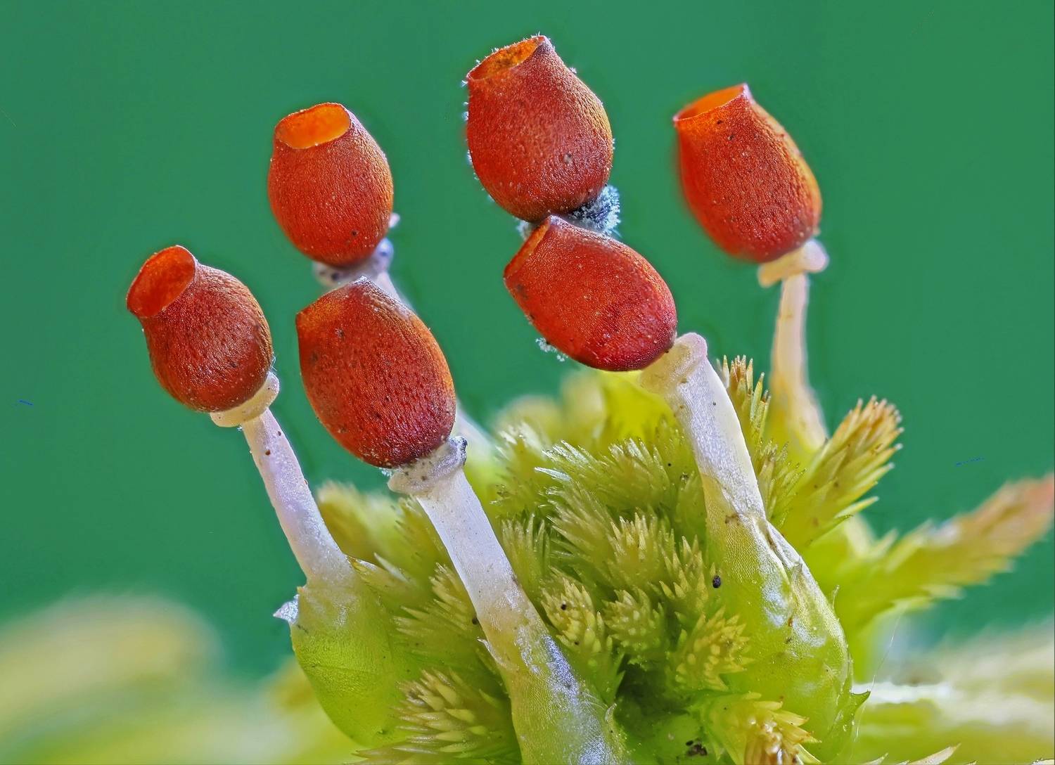 мох, сфагнум, болото, споровые коробочки, Широких Александр