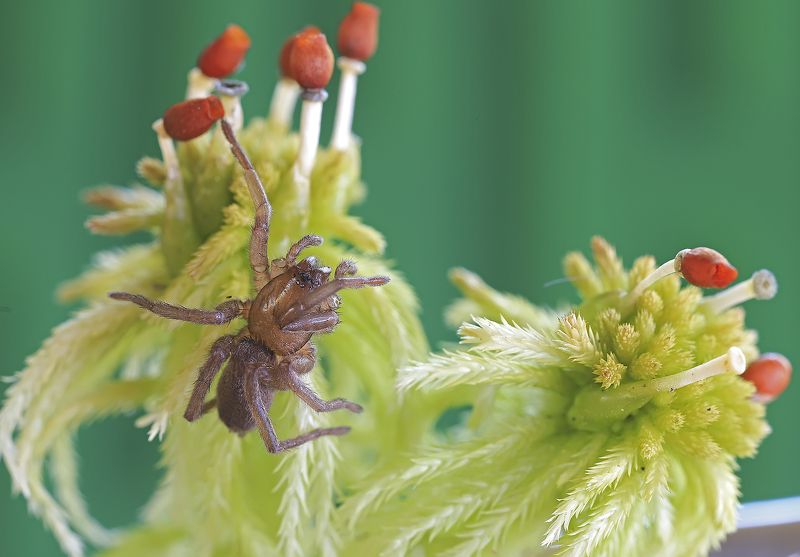 сфагновый мох, верховое болото, паучок, споровые коробочки мха Паучок на сфагновом мху фото превью