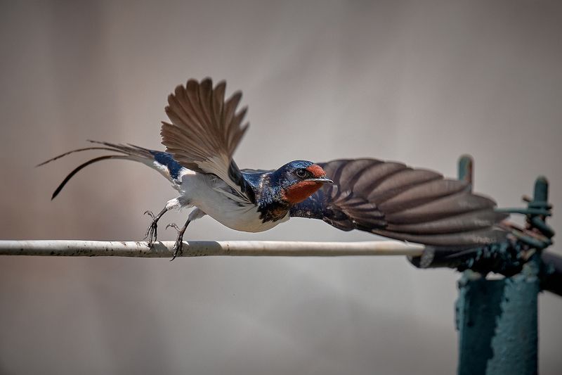 ласточка птичка в полете От винта! фото превью